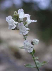 Micromeria fruticosa poleo blanco