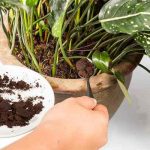Café molido para plantas y otros usos